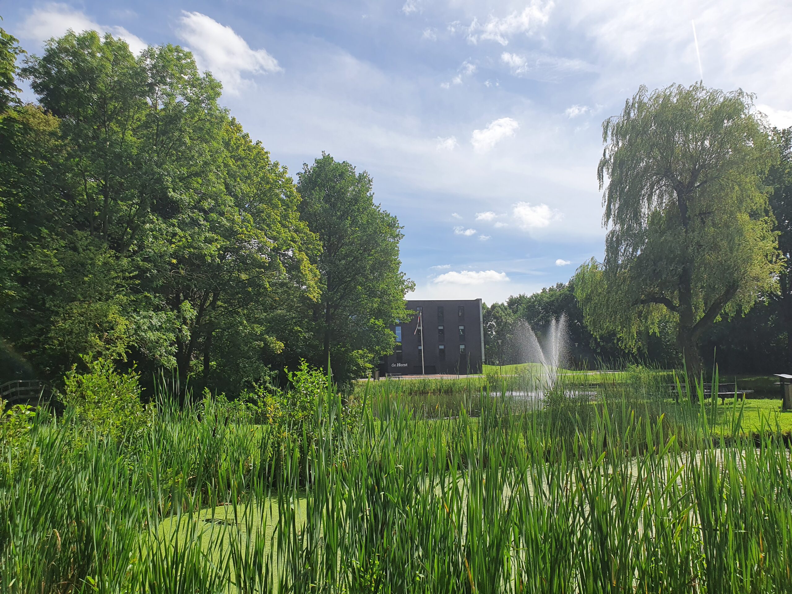Park met groene bomen, riet, een fontein en een gebouw op de achtergrond.