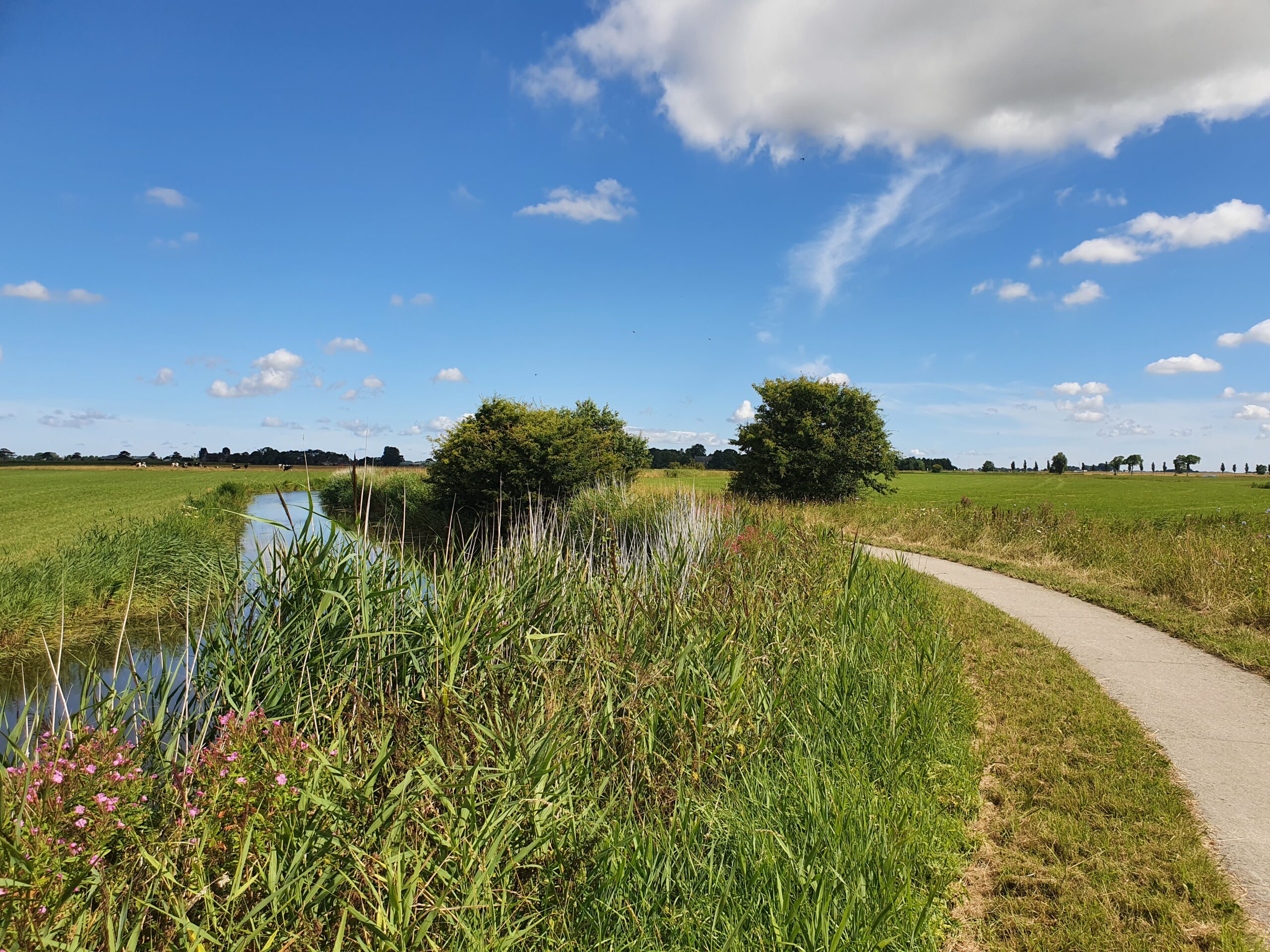 Landelijk pad langs een sloot, omringd door gras en bomen onder een heldere blauwe lucht met wolken.
