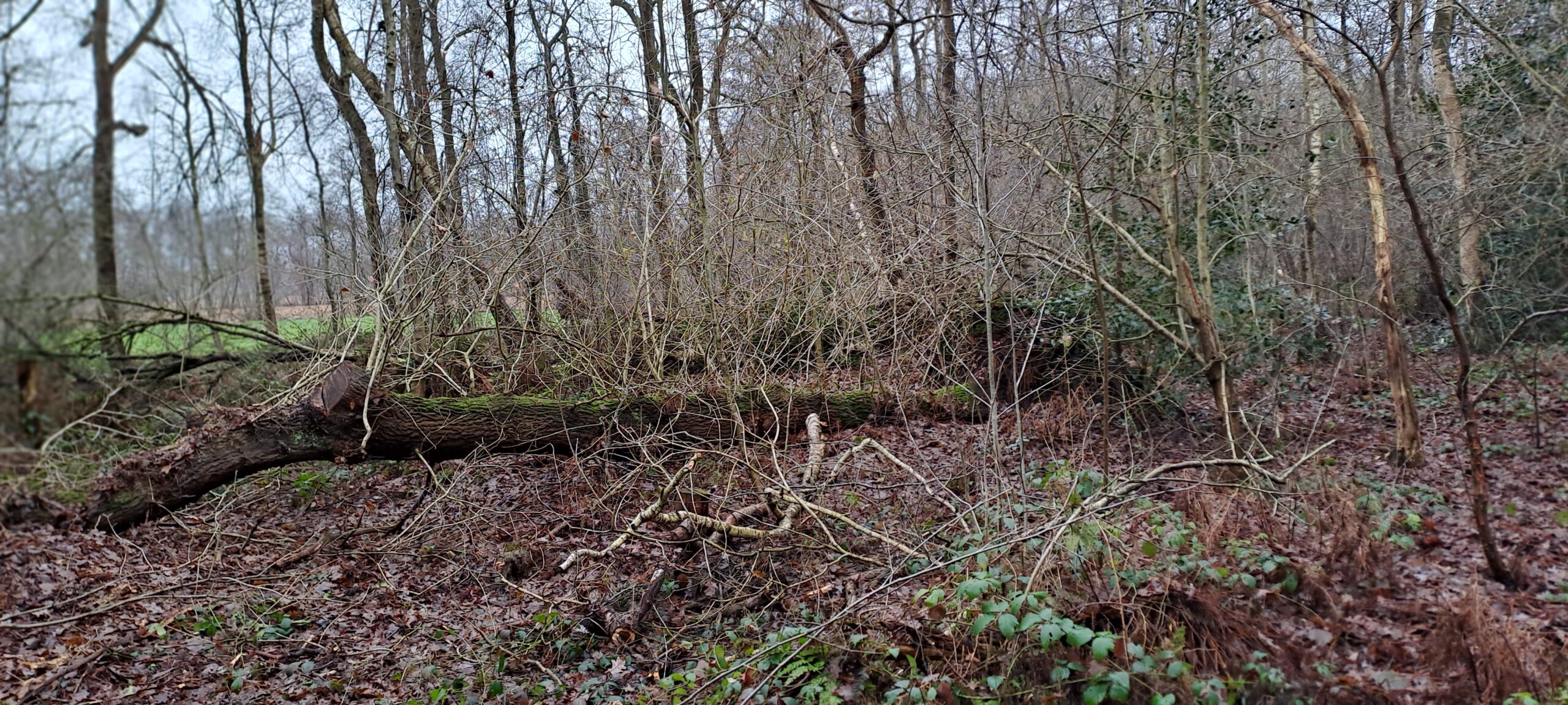 Omgevallen boom in dichtbegroeid, winters bos met kale takken en bladeren op de grond.