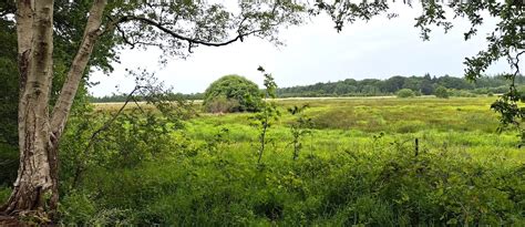 Weelderige groene weide met bomen en struiken onder een bewolkte hemel.