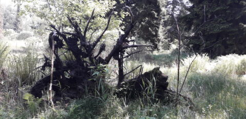 Omgevallen boomstronk in een zonnig bos, omgeven door gras en varens.