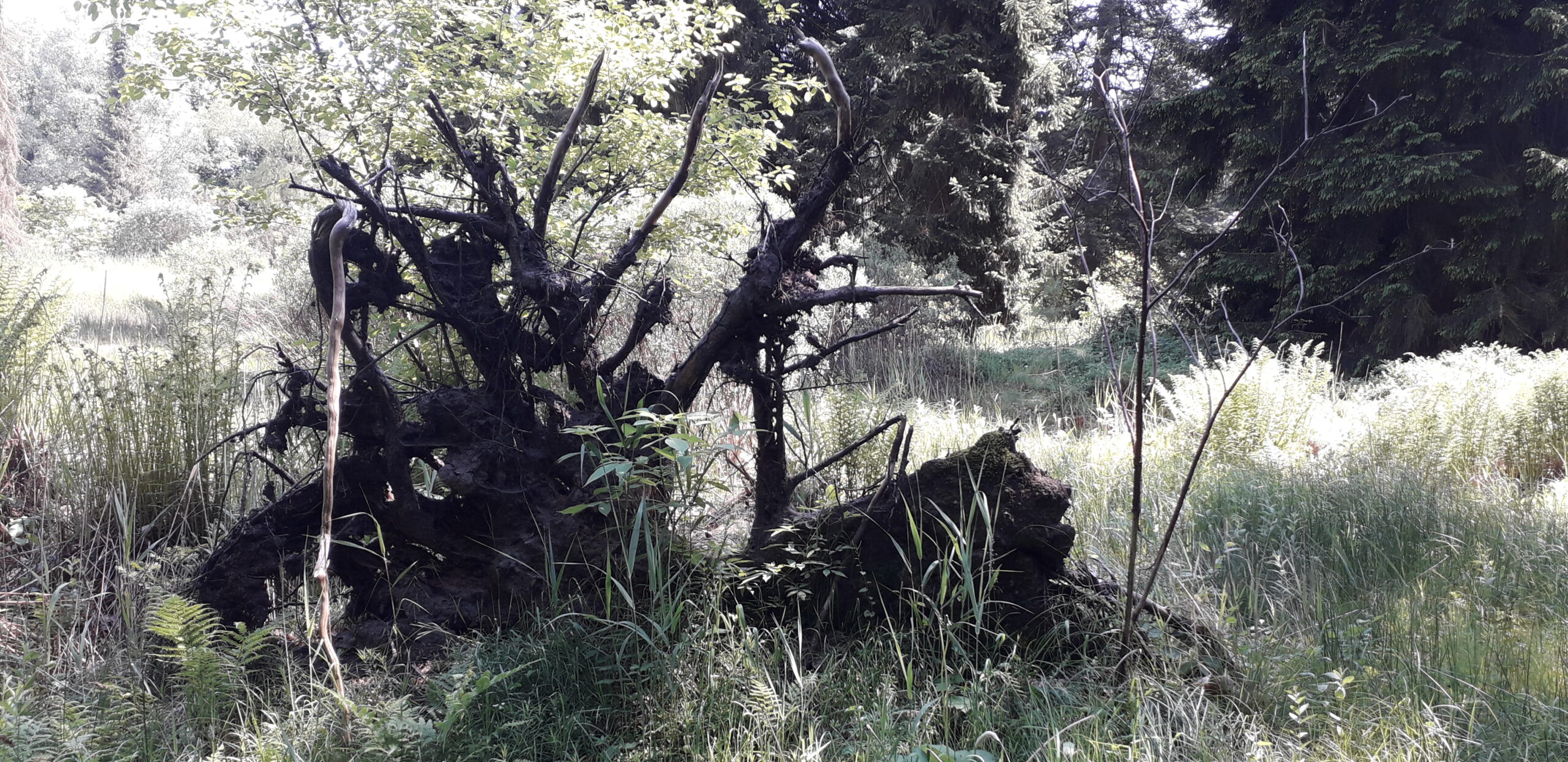 Omgevallen boomstronk in een zonnig bos, omgeven door gras en varens.