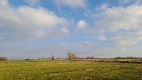Wijds groen landschap onder een blauwe lucht met witte wolken; vogels vliegen in de verte.