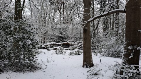 Besneeuwd bos met omgevallen boomstam en kale boomtakken.