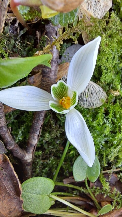 Witte bloem met gele en groene kern, omgeven door bladeren en mos op een bosachtige ondergrond.