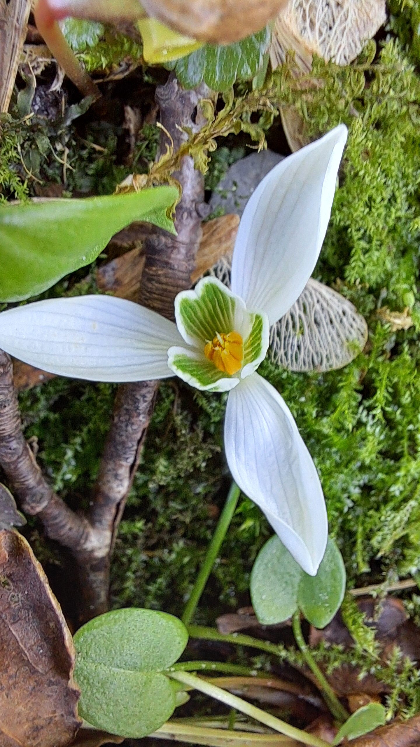 Witte bloem met gele en groene kern, omgeven door bladeren en mos op een bosachtige ondergrond.