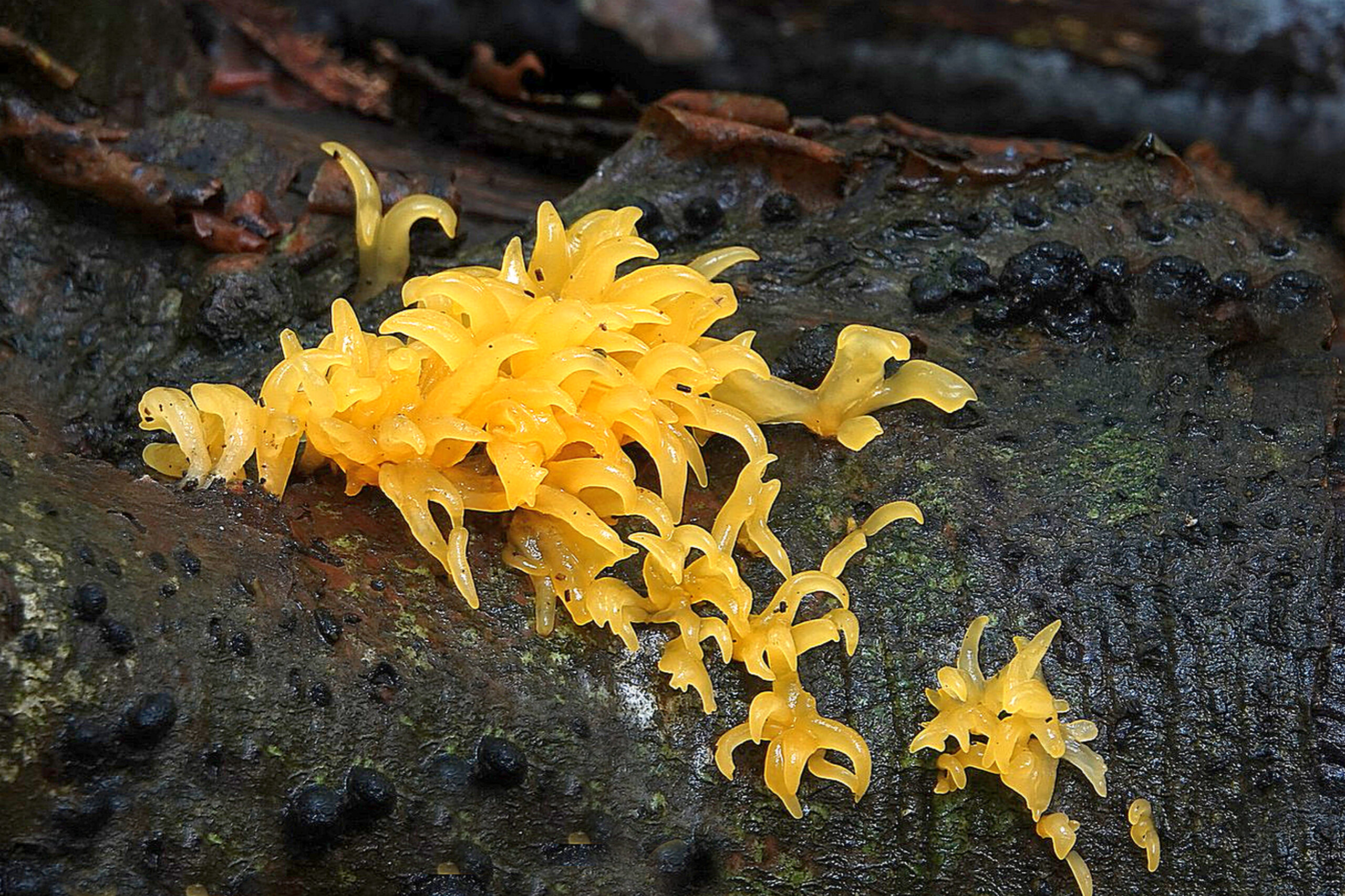 Gele trilzwam groeit op een donkere, vochtige boomstam.