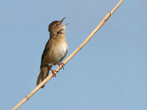 Zingende vogel op een rietstengel tegen een heldere blauwe lucht.