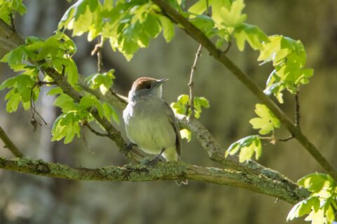 Een kleine vogel zit op een met bladeren bedekte tak in het zonlicht.
