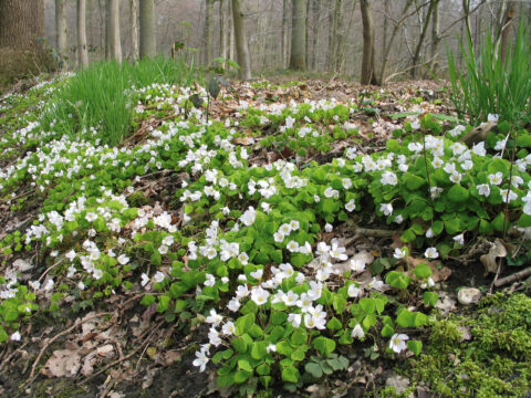 Witte bloemen bedekken een bosbodem tussen kale bomen in een lenteachtig landschap.