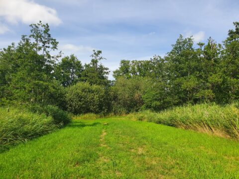 Groen grasveld met omliggende bomen en struiken onder een blauwe lucht.