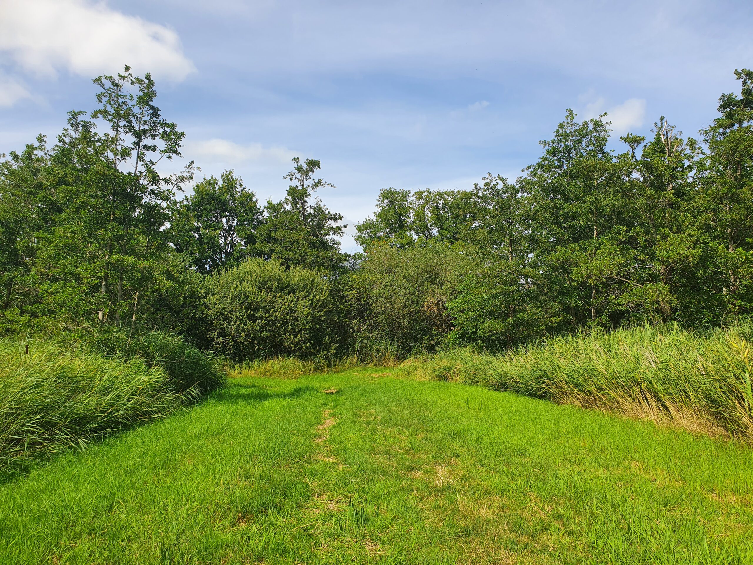 Groen grasveld met omliggende bomen en struiken onder een blauwe lucht.