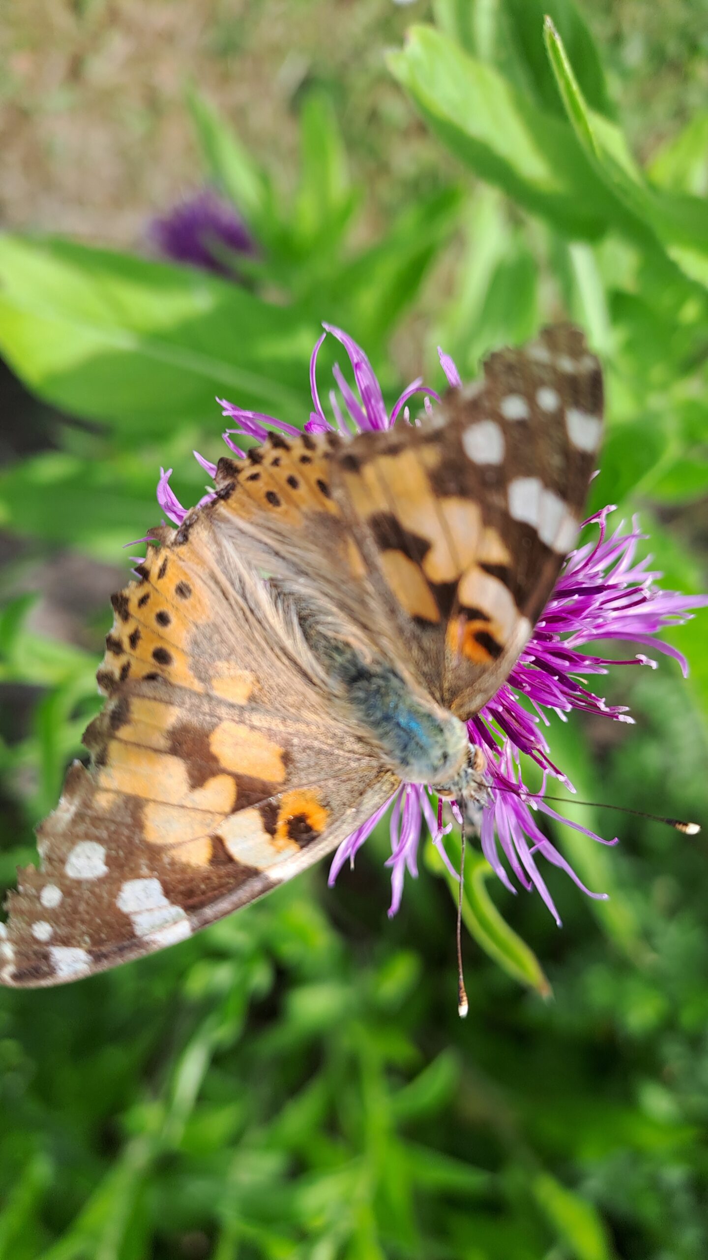 Vlinder op een paarse bloem met groene achtergrond, vleugels verspreid open.