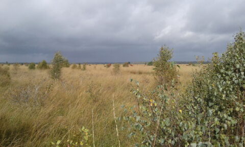 Uitgestrekt grasland met verspreide struiken onder een bewolkte hemel.