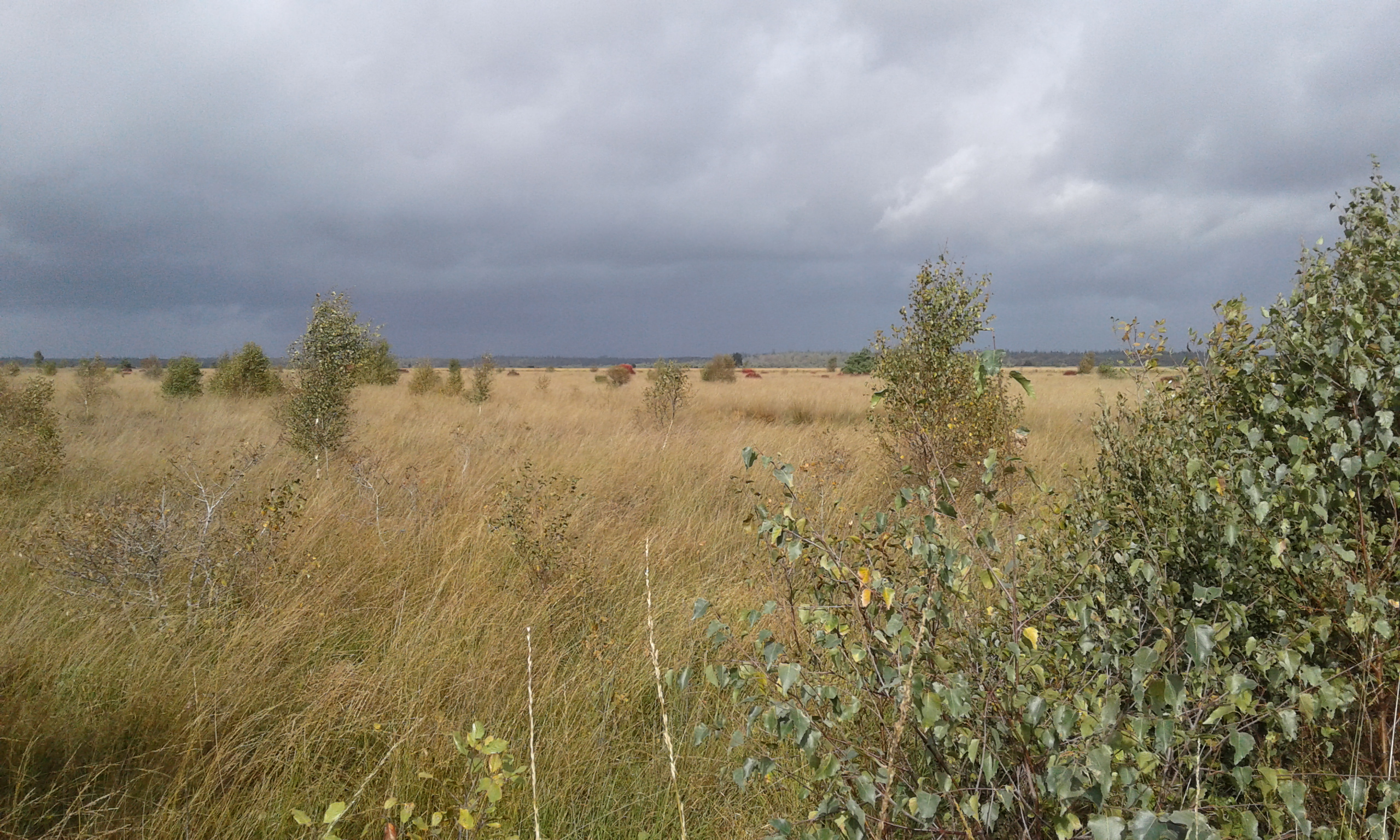 Uitgestrekt grasland met verspreide struiken onder een bewolkte hemel.