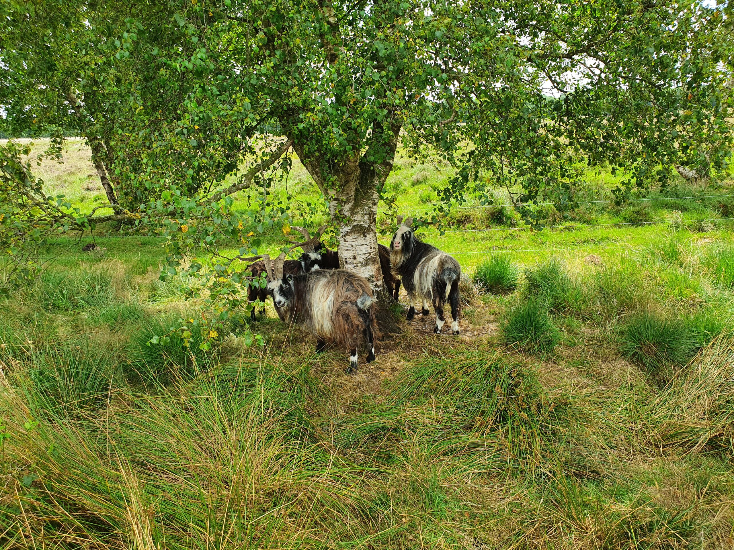 Geiten rusten onder een boom in een weelderige groene weide.