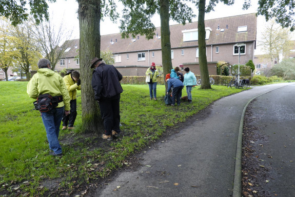 Mossen op bomen