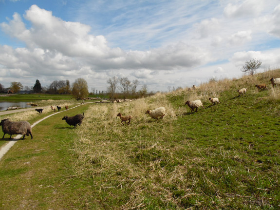 Folder-1 Schapen op een dijk