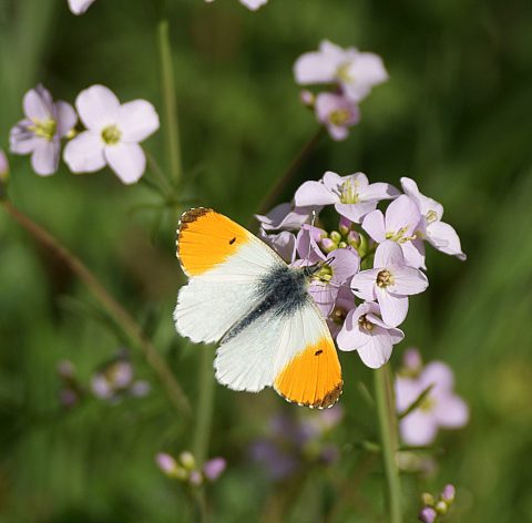 Ook dit jaar de Wilde Planten Week