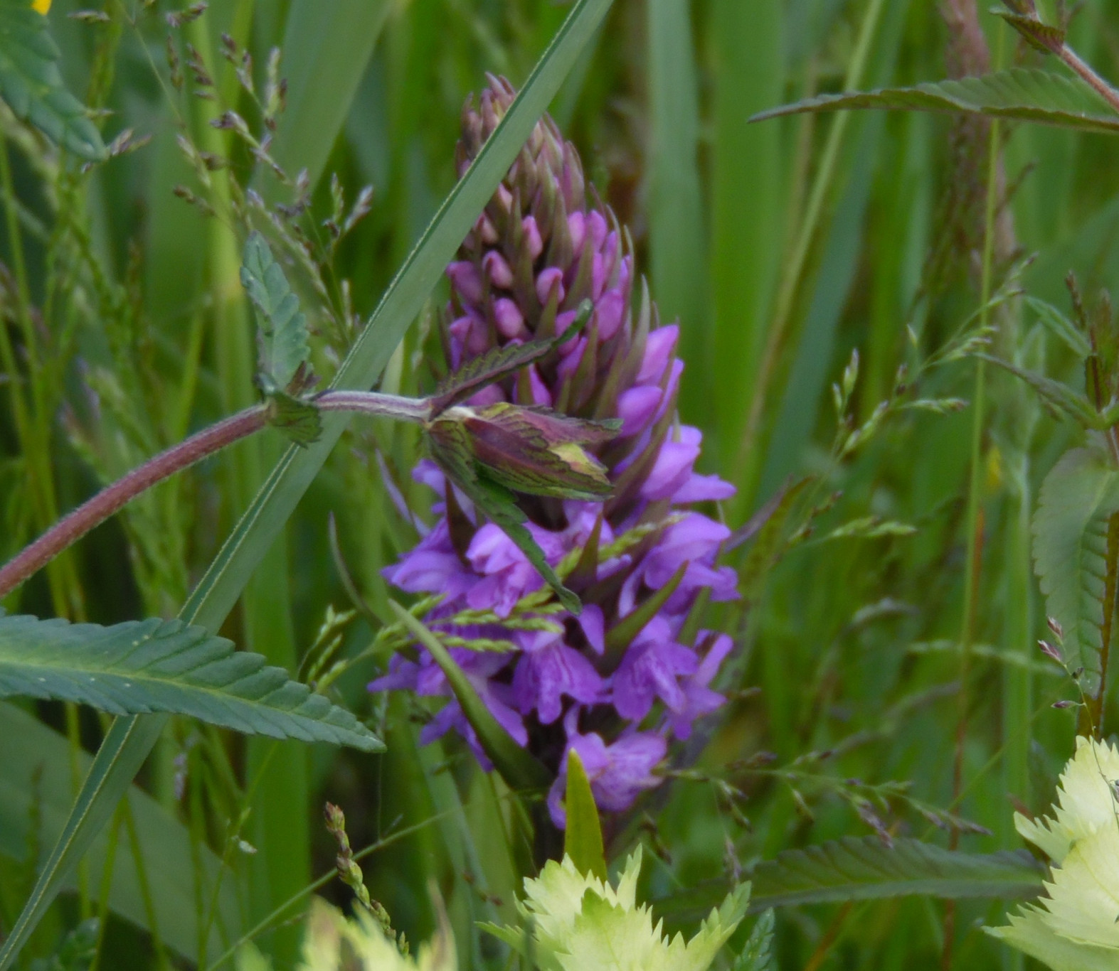 De 2e editie van de Wilde Plantenweek