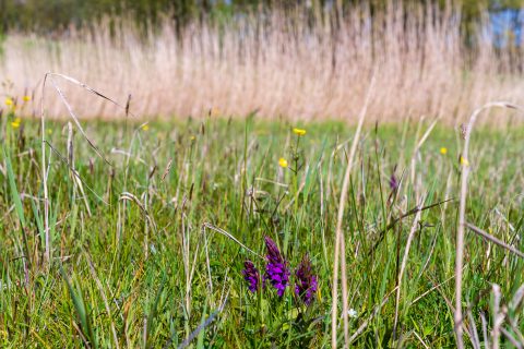 Terugblik Wilde Planten Weken van IVN en KNNV