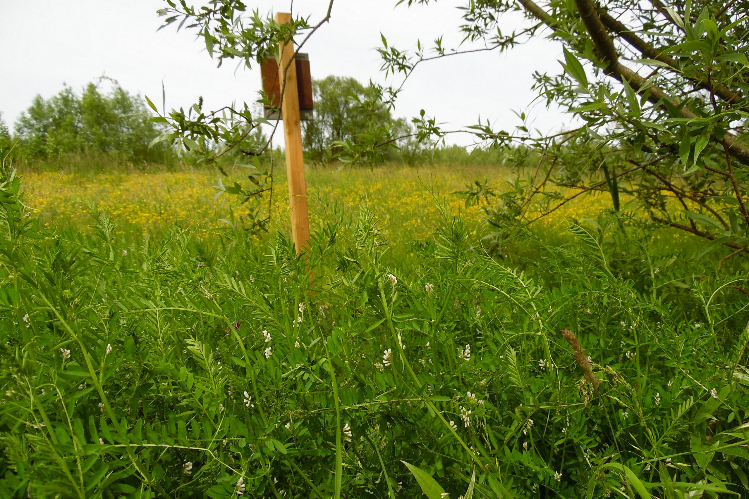 Groen veld met wilde bloemen, een houten paal, en enkele bomen op de achtergrond.