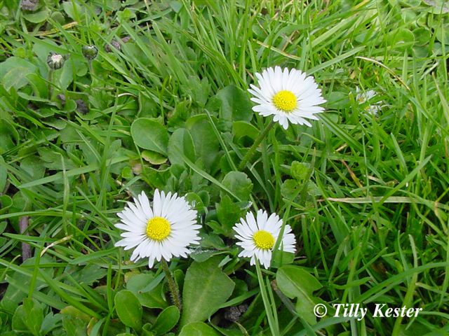 Drie madeliefjes in groene grasachtige achtergrond.