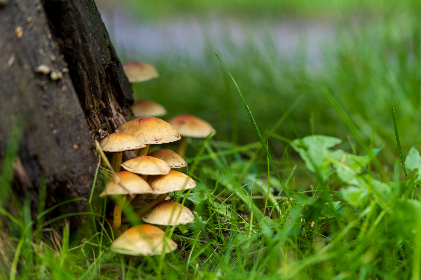 Paddenstoelen groeien bij een boomstam in groen gras, met onscherpe achtergrond.