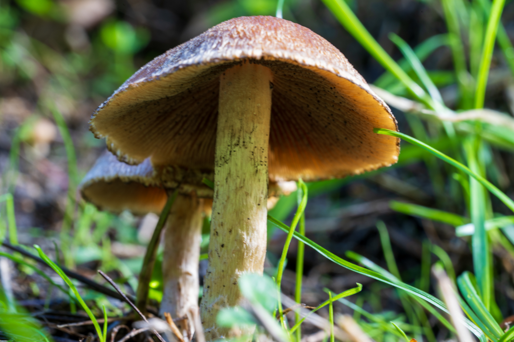 Twee paddenstoelen in gras, met bruine hoeden en een witte steel, dicht bij de grond gefotografeerd.