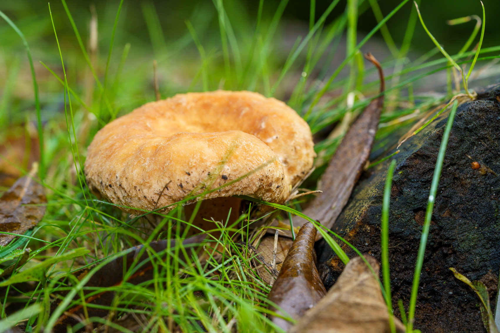 Oranje paddenstoel groeit tussen gras en bladeren, in bosrijke omgeving.