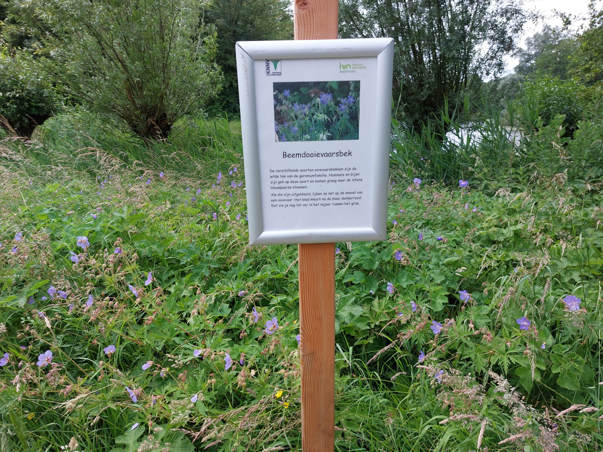 Bord met tekst over beemdooievaarsbek in groene omgeving met paarse bloemen.