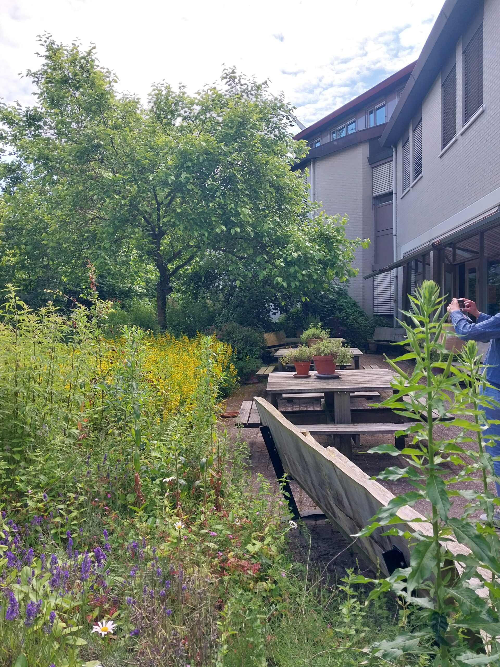 Tuin met wilde bloemen, houten picknicktafels en een groot gebouw op de achtergrond.