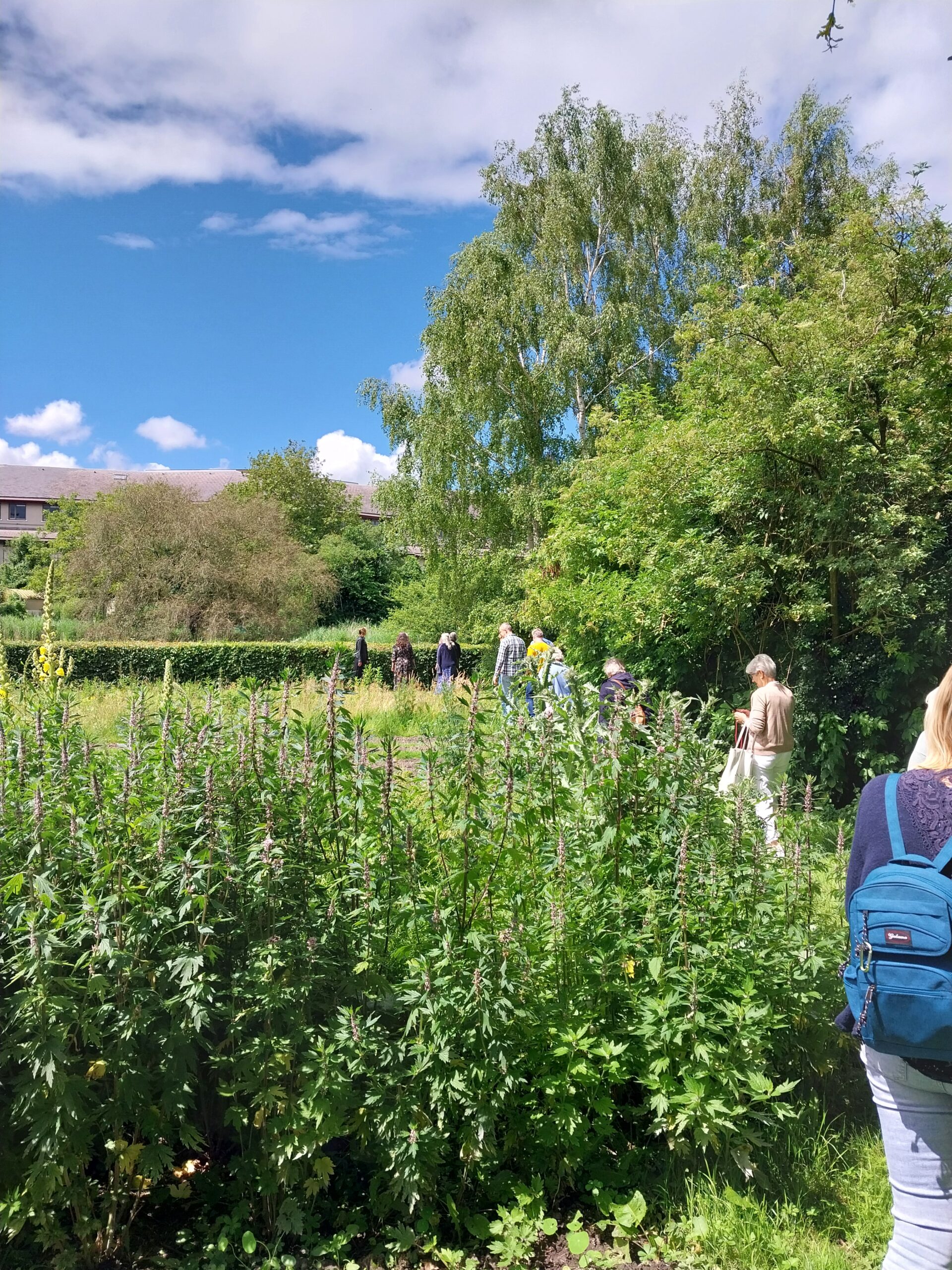 Groene tuin met hoge planten, mensen wandelen in de verte onder blauwe lucht met verspreide wolken.