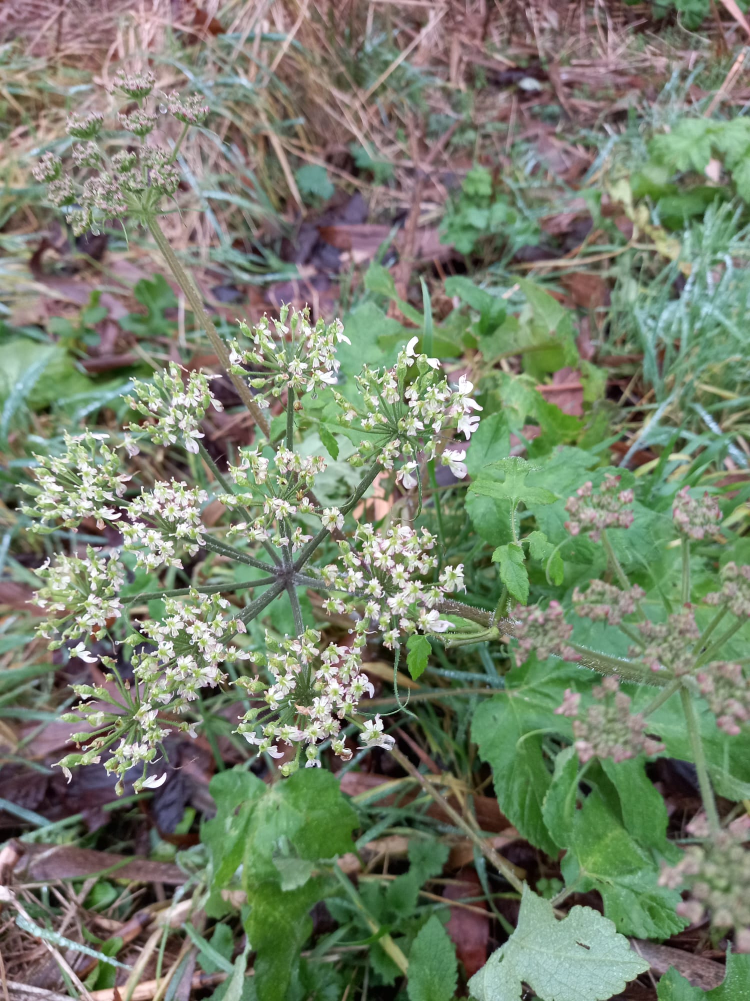 Een bloeiend plantje met groene bladeren en kleine witte bloemen tussen gras en bladeren.