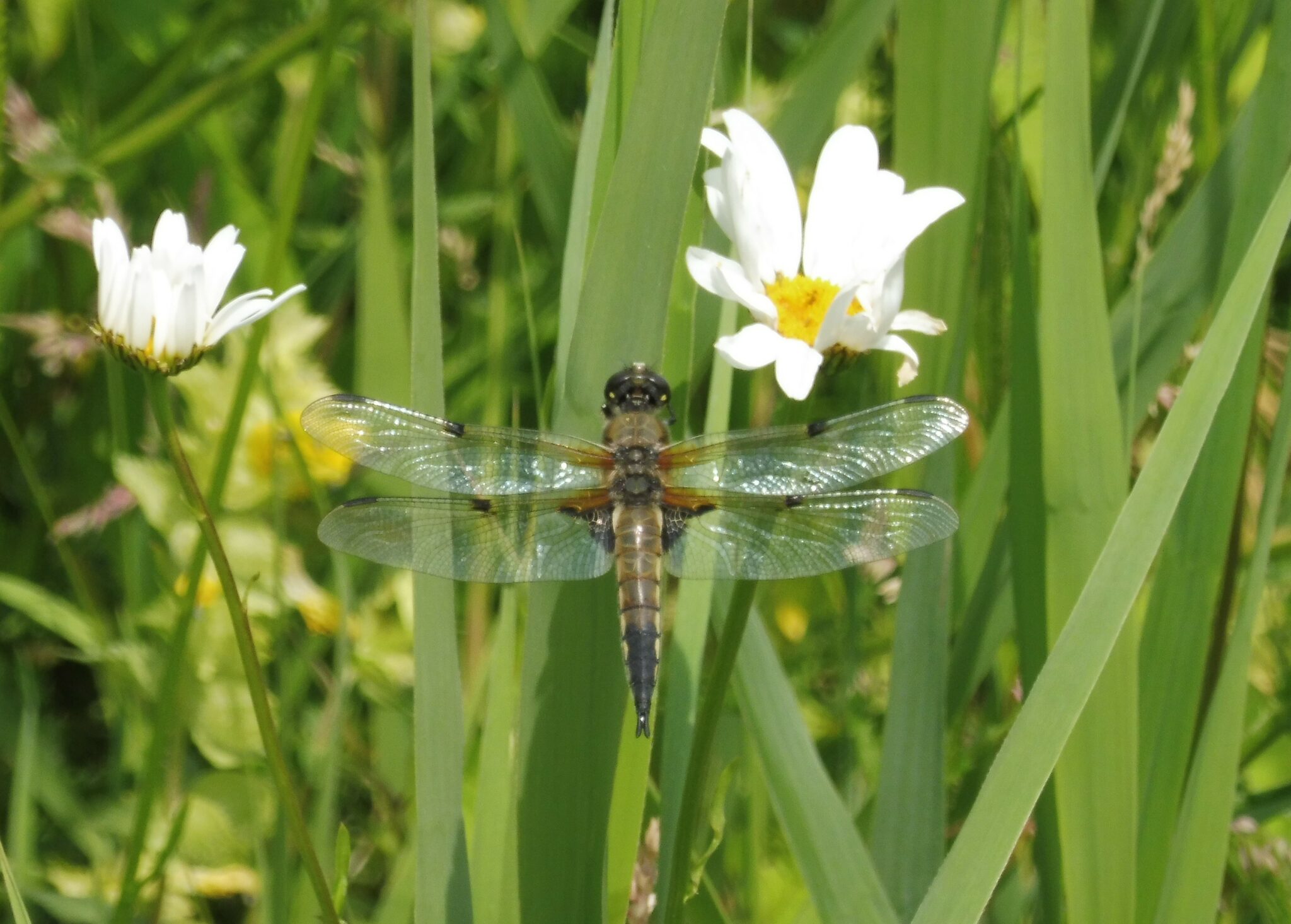 Libelle rust op groen blad naast witte bloemen in zonnige tuin.