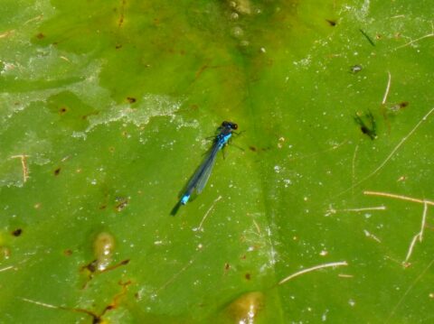 Blauwe waterjuffer rust op groot, groen blad met enkele kleine vlekken en sporen.