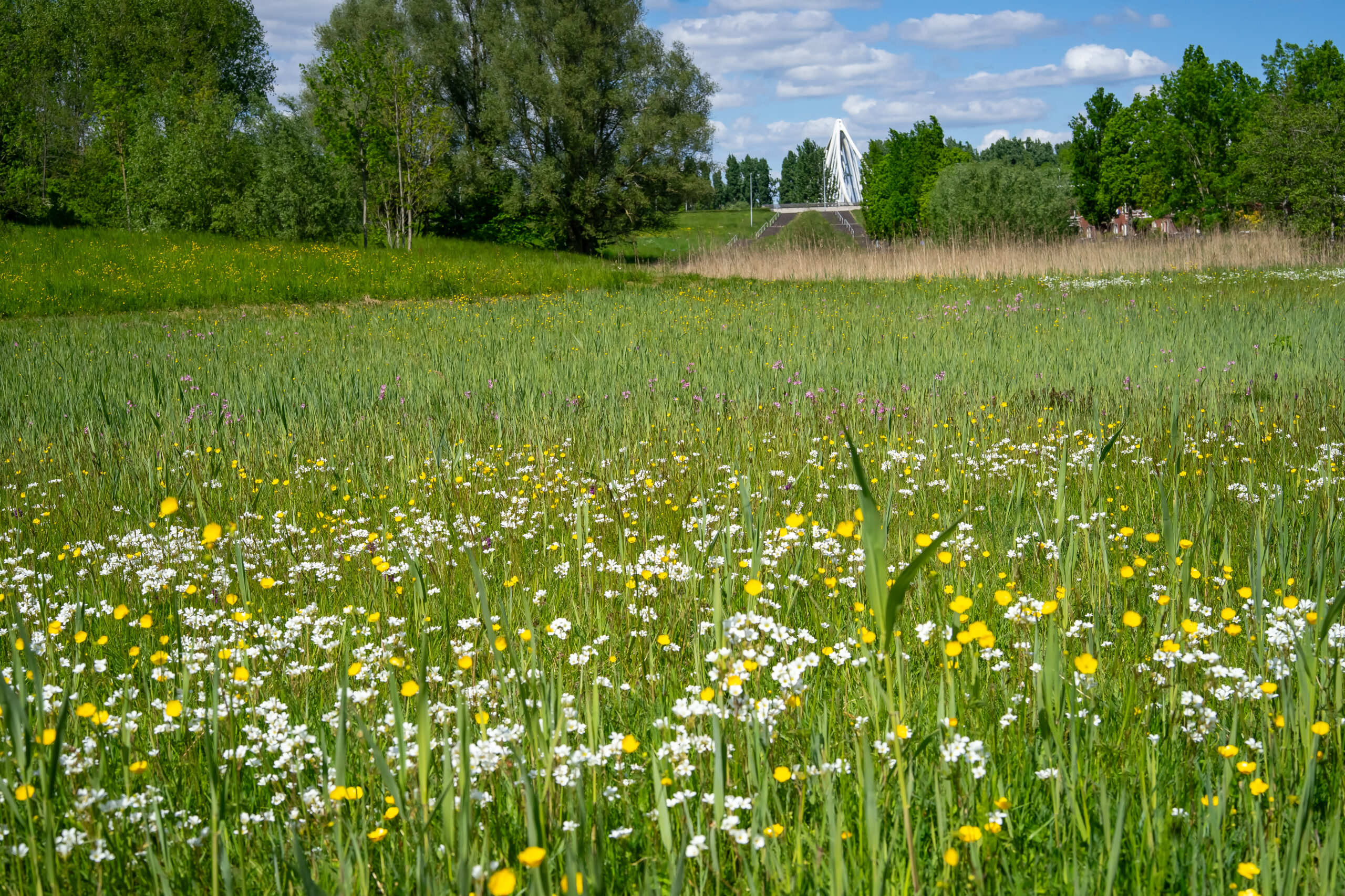 Bloemenweide met gele en witte bloemen, groene bomen en een witte brug onder een blauwe lucht.