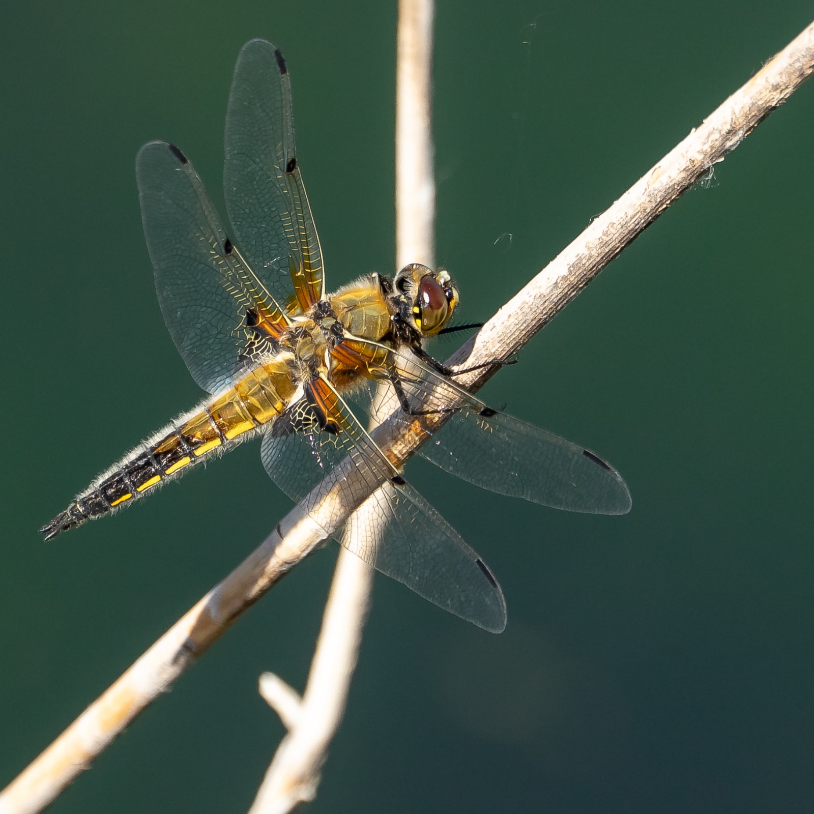 Libelle rust op bruine tak, transparante vleugels glinsteren tegen een donkere achtergrond.