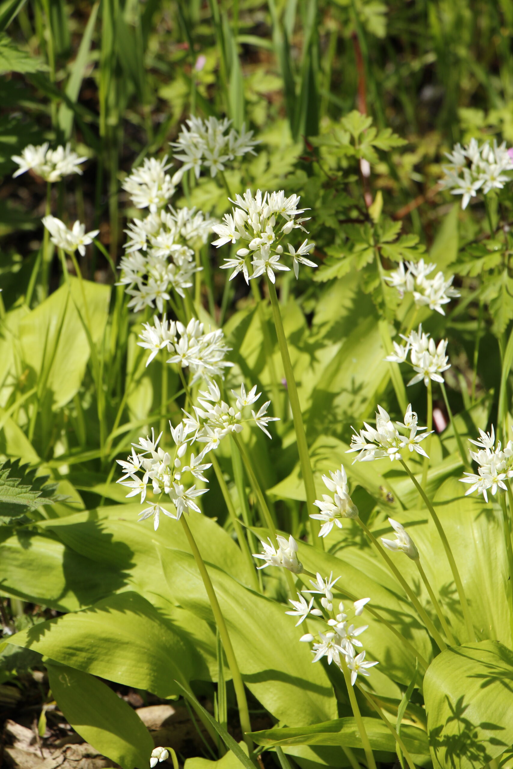 Witte wilde knoflookbloemen in groen gras, badend in zonlicht.