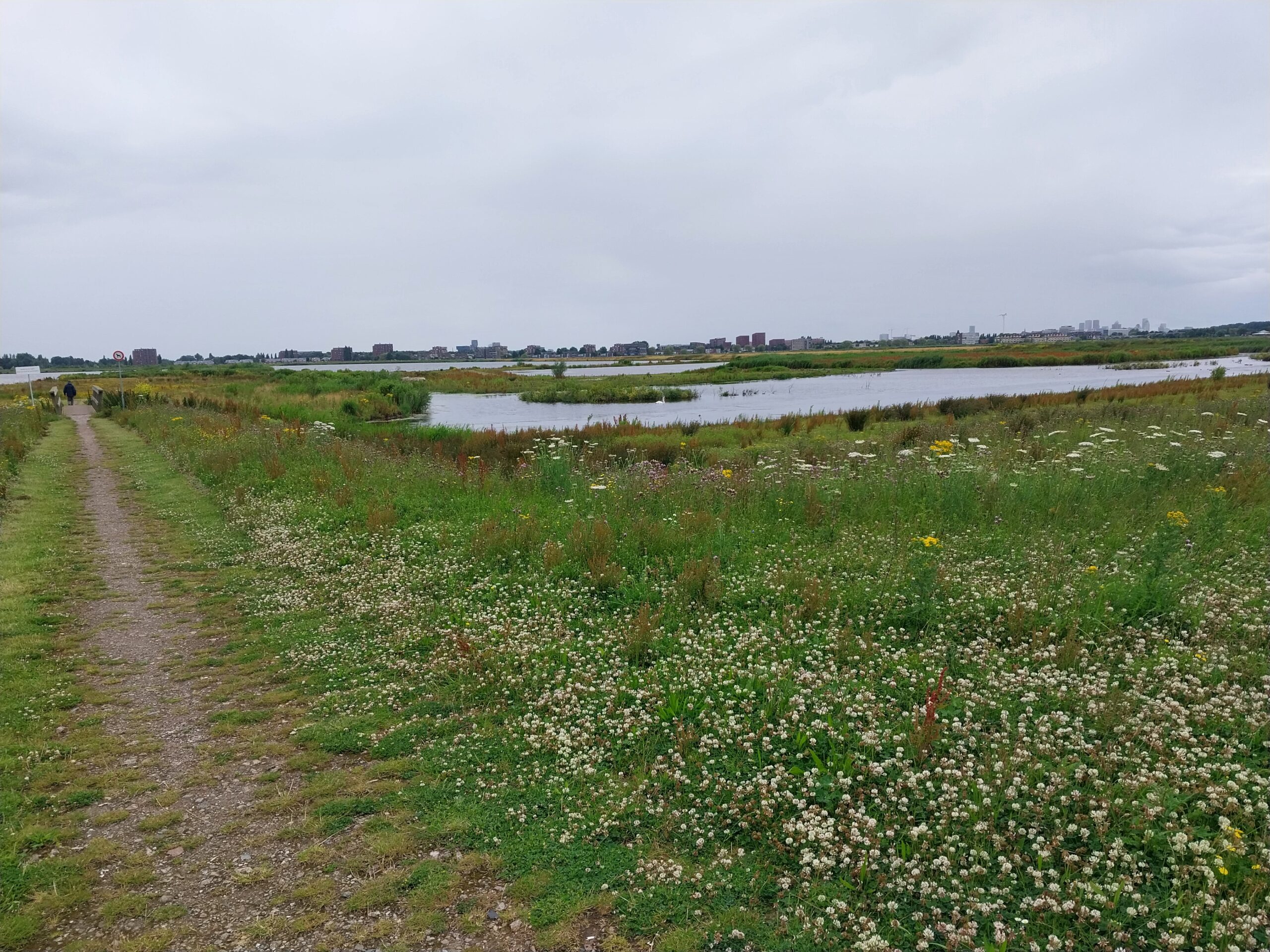 Wandelpad naast een bloeiend veld, met een meer en stadssilhouet op de achtergrond.