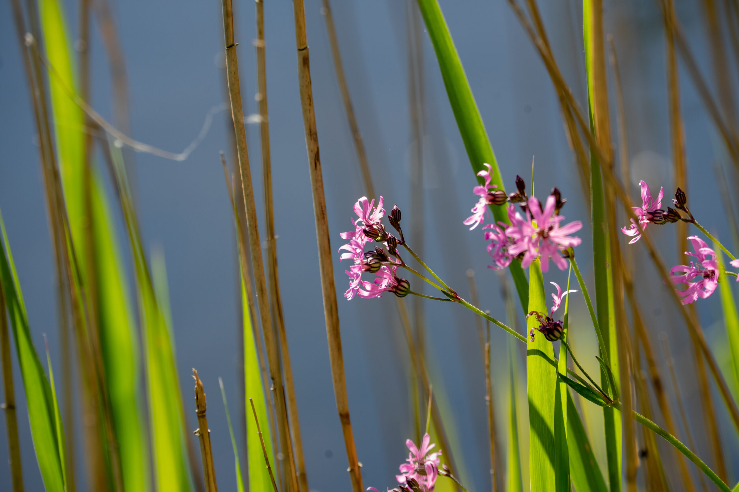 Roze bloemen en groene rietstengels tegen een blauwe achtergrond.