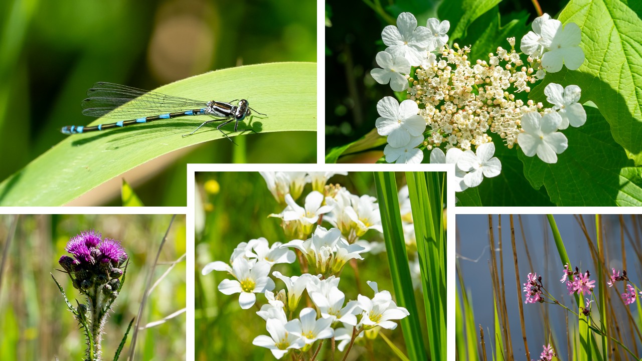 Collage van bloemen en natuur: waterjuffer op blad, witte en paarse bloemen tussen groen.