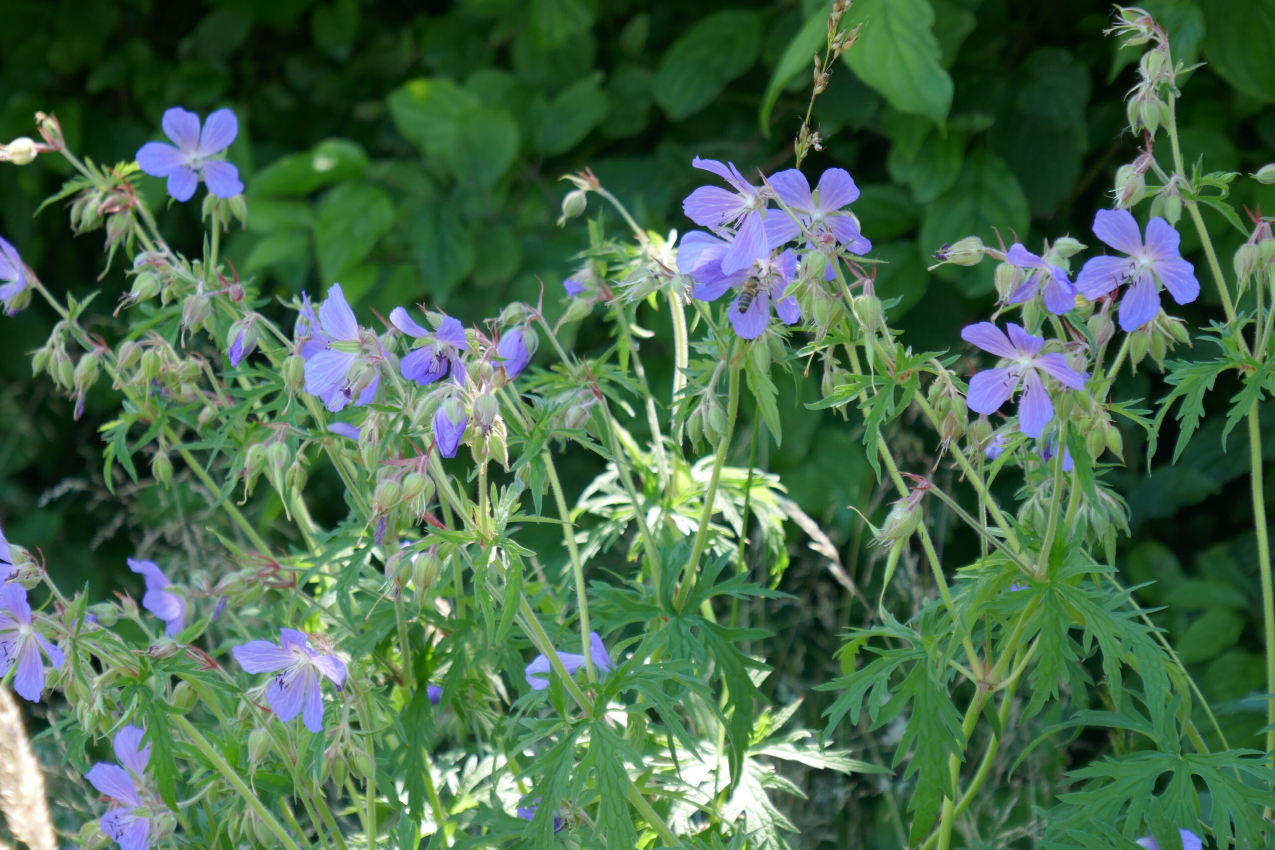 Paarse bloemen met bladeren, groene achtergrond, en een bij op een bloesem.