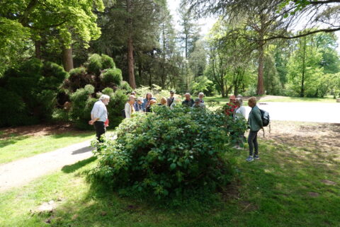 Groep mensen staat rond een grote struik in een zonnige, groene park met hoge bomen.