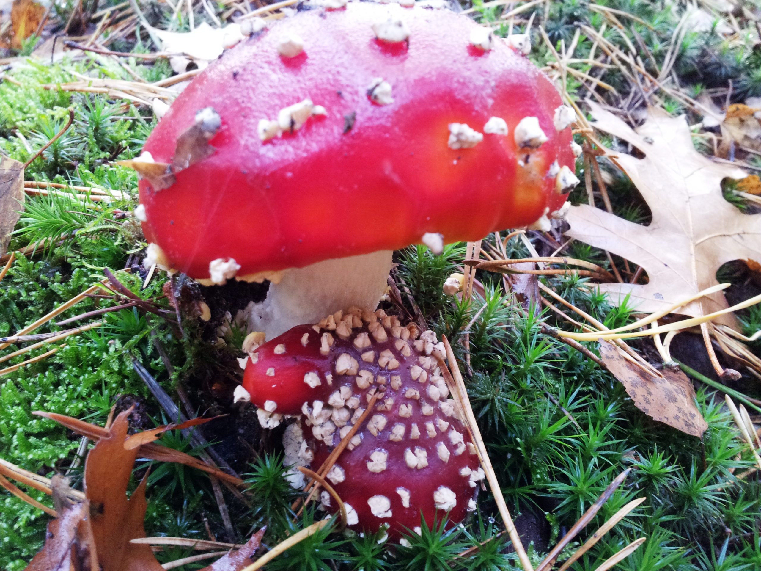 Herfst in de Anstelvallei