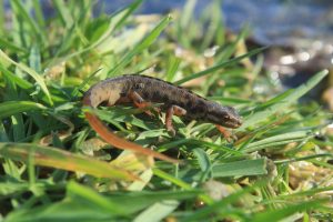 Bruine hagedis op groen gras nabij waterplas.