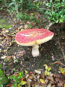 Rode paddenstoel met witte stippen in een bosrijke omgeving met bladeren op de grond.