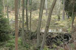 Beverdam in de Eifel (foto Olaf Op den Kamp)