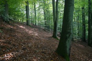 Beukenbos op de Kermeter Foto Olaf Op den Kamp