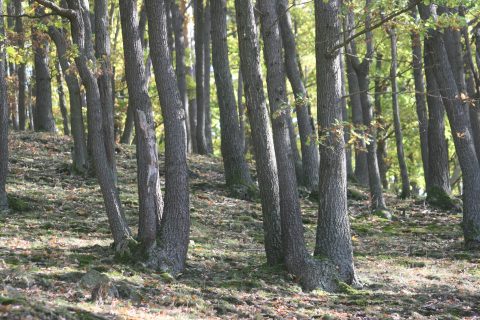 Eikenbos op de Kermeter
